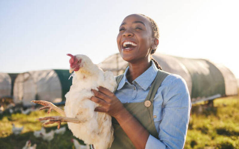Farm, chicken and happy black woman in field, countryside and nature for agriculture, growth and ecology. Agro business, sustainable farming and farmer with bird for free range poultry production